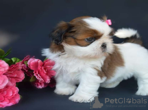 Photo №1. shih tzu - for sale in the city of Berlin | 400$ | Announcement № 56596