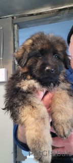 Photo №2 to announcement № 159969 for the sale of german shepherd - buy in United States private announcement