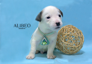 Photo №4. I will sell jack russell terrier in the city of Novopolotsk. from nursery - price - 250$