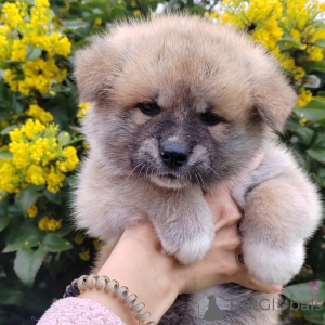 Photo №2 to announcement № 69446 for the sale of akita - buy in Serbia breeder
