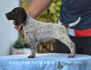 Photo №1. german shorthaired pointer - for sale in the city of Belgrade | 500$ | Announcement № 23957
