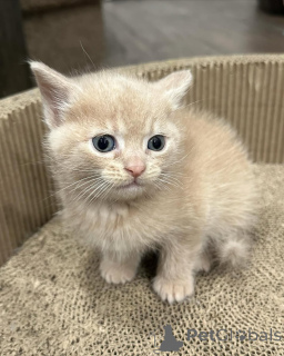 Photo №2 to announcement № 150618 for the sale of domestic cat - buy in Germany from the shelter, breeder