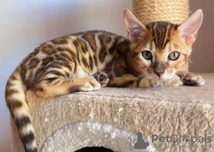 Photo №1. bengal cat - for sale in the city of Miami Beach | 220$ | Announcement № 53422