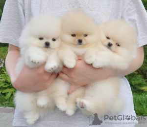 Photo №1. pomeranian - for sale in the city of Helsinki | negotiated | Announcement № 83537