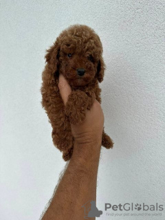 Photo №2 to announcement № 74673 for the sale of poodle (dwarf) - buy in Serbia 