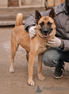 Photo №1. non-pedigree dogs - for sale in the city of St. Petersburg | Is free | Announcement № 165127