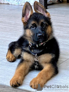 Photo №2 to announcement № 103884 for the sale of german shepherd - buy in Spain 