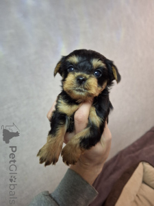 Photo №1. beaver yorkshire terrier, yorkshire terrier - for sale in the city of Helsinki | 723$ | Announcement № 160164