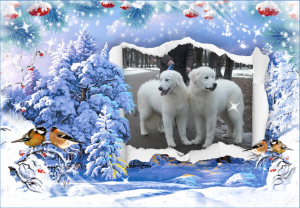Photo №3. puppies maremmo - abruck shepherd. Russian Federation
