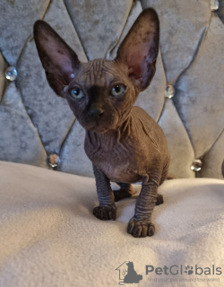 Photo №2 to announcement № 69144 for the sale of sphynx-katze - buy in Finland 