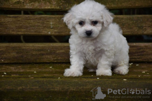 Photo №4. I will sell bichon frise in the city of Jüchen. private announcement - price - 475$