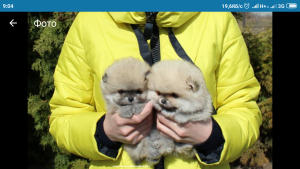 Photo №2 to announcement № 4166 for the sale of  - buy in Ukraine 