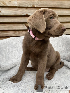 Photo №4. I will sell labrador retriever in the city of Montpellier. breeder - price - negotiated