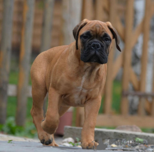 Photo №1. bullmastiff - for sale in the city of Donnybrook | 1000$ | Announcement № 50394