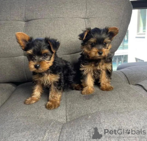 Photo №2 to announcement № 119709 for the sale of yorkshire terrier - buy in Germany private announcement