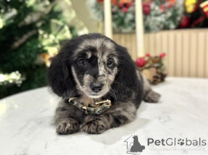Photo №1. dachshund - for sale in the city of Bellinzona | 600$ | Announcement № 159293