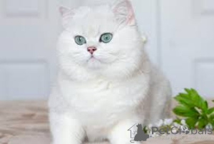 Photo №1. british shorthair - for sale in the city of Berlin | negotiated | Announcement № 159396