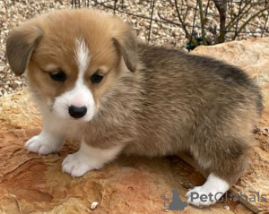 Photo №2 to announcement № 123835 for the sale of welsh corgi - buy in Finland private announcement, breeder