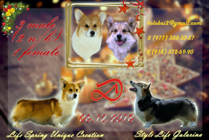 Photo №1. welsh corgi - for sale in the city of Moscow | Negotiated | Announcement № 1400