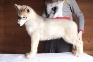 Photo №2 to announcement № 4732 for the sale of siberian husky - buy in Russian Federation from nursery