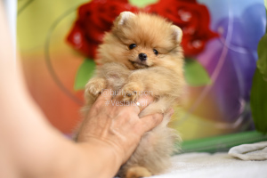 Photo №2 to announcement № 7045 for the sale of german spitz - buy in United States private announcement