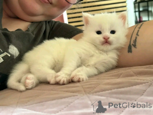 Photo №3. Exotisches Kurzhaarkätzchen zur Adoption. Germany