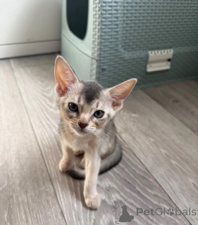 Photo №1. abyssinian cat - for sale in the city of Bayerisch Eisenstein | 361$ | Announcement № 173904