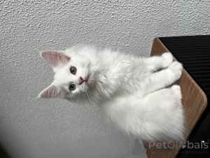 Photo №4. I will sell maine coon in the city of Pyatigorsk. from nursery - price - 1113$