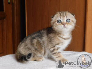 Photo №1. scottish fold - for sale in the city of Kamenskoe | 600$ | Announcement № 18085