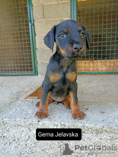 Photo №2 to announcement № 70694 for the sale of jagdterrier - buy in Serbia 