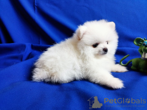 Photo №1. pomeranian - for sale in the city of Prague | 566$ | Announcement № 41079
