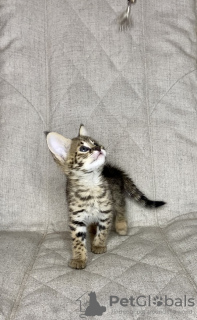 Photo №2 to announcement № 26098 for the sale of savannah cat - buy in Russian Federation from nursery
