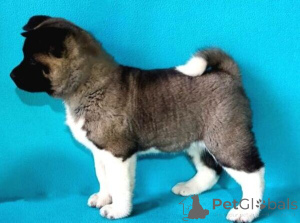 Photo №1. akita - for sale in the city of Blvelop | negotiated | Announcement № 170292