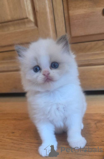 Photo №1. ragdoll - for sale in the city of Malaga | negotiated | Announcement № 176415