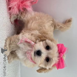 Photo №1. maltipu - for sale in the city of Aarbergen | 329$ | Announcement № 151366