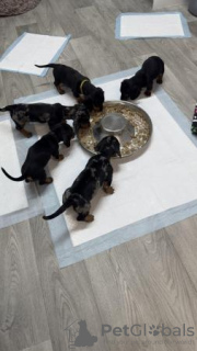 Additional photos: Short hair Mini dachshunds (sausages) gorgeous puppies