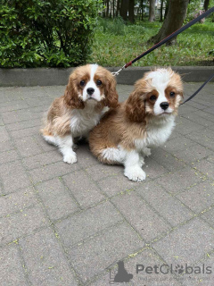 Additional photos: Cavalier King Charles Spaniel Alonso handsome boy