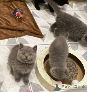 Photo №1. british shorthair - for sale in the city of Москова | 350$ | Announcement № 11320