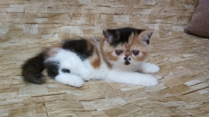 Photo №1. exotic shorthair - for sale in the city of Penza | Negotiated | Announcement № 5174