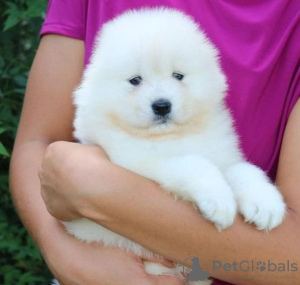 Photo №1. samoyed dog - for sale in the city of Berlin | 370$ | Announcement № 116813