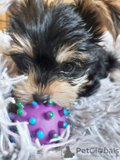 Additional photos: 2 Stunning Yorkshire Terrier Pups Left (10 weeks Old)