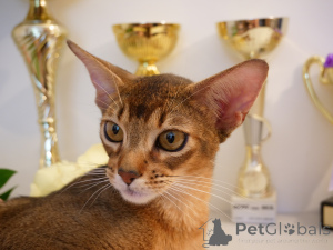 Additional photos: Club Abyssinian kittens