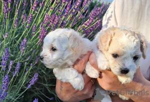 Photo №2 to announcement № 20358 for the sale of bolognese dog - buy in Czech Republic breeder