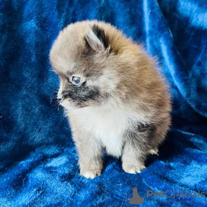 Photo №1. pomeranian - for sale in the city of Филадельфия | 579$ | Announcement № 45816