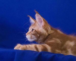 Photo №3. Maine Coon boy in search of the best pens, active, affectionate and playful.. Russian Federation