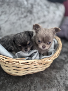 Photo №2 to announcement № 143855 for the sale of chihuahua - buy in United States private announcement