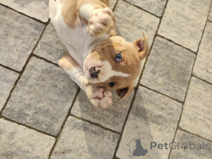 Photo №3. Dominika Trzuskot. Poland