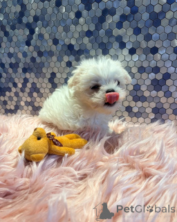 Photo №1. maltese dog - for sale in the city of Boom | negotiated | Announcement № 173488