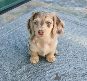 Photo №1. dachshund - for sale in the city of Washington | 671$ | Announcement № 178267