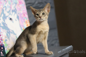 Photo №4. I will sell abyssinian cat in the city of Minsk. from nursery - price - 700$